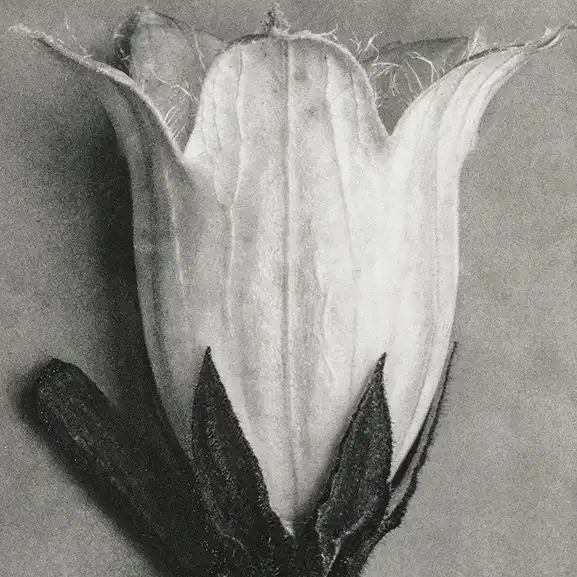 Image for the contact section